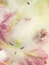 Abstraction with frozen flower tulip Royalty Free Stock Photo