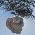 Abstraction of little planet as fragment of rock with tree with wide crown. Transformation of spherical panorama 360 degrees.
