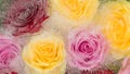 Abstraction with roses Royalty Free Stock Photo