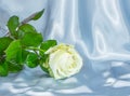 Abstraction of a white rose background Royalty Free Stock Photo