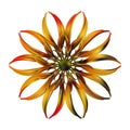 Abstracty illustration of Golden fire flower