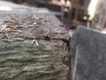 Abstrak nature wood