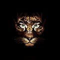 Abstrect tiger face Royalty Free Stock Photo