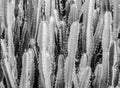 Abtract Texture of bright green Faux pillar cactus with sharp spikes