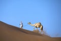 Abu Dhabi camel desert nature of wild life convoys Royalty Free Stock Photo