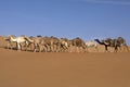 Abu Dhabi camel desert nature of wild life convoys Royalty Free Stock Photo