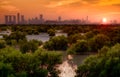 Abu Dhabi east mangrove in UAE