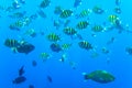 Abudefduf vaigiensis. School of tropical fish on the corals of the Red Sea