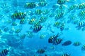 Abudefduf vaigiensis. School of tropical fish on the corals of the Red Sea Royalty Free Stock Photo