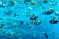 Abudefduf vaigiensis. School of tropical fish on the corals of the Red Sea