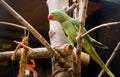 Green Parrot sitting on tree