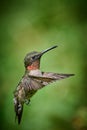 Abult male Ruby-throated Hummingbird rchilochus colubris