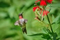 Adult male Ruby-throated Hummingbird rchilochus colubris feeding on a cardinal flower Lobelia cardinalis Royalty Free Stock Photo