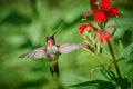 Adult male Ruby-throated Hummingbird rchilochus colubris feeding on a cardinal flower Lobelia cardinalis