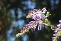 Abundant flowering of wisteria in spring Royalty Free Stock Photo