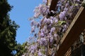 Abundant flowering of wisteria in spring Royalty Free Stock Photo