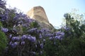 Abundant flowering of wisteria in spring Royalty Free Stock Photo