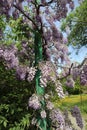 Abundant flowering of wisteria in spring Royalty Free Stock Photo