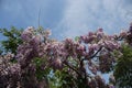 Abundant flowering of wisteria in spring Royalty Free Stock Photo