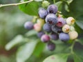 Blueberry cluster, ripe fruit on the plant