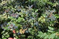 Abundance of blue berries of Mahonia aquifolium