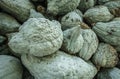 An Abundance Of Blue Hubbard Squash Royalty Free Stock Photo