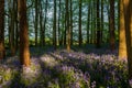An abundance of bluebells growing in woodland in Sussex, with late afternoon light Royalty Free Stock Photo
