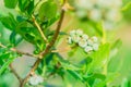 Abundance of blueberries bush with green fruits at plantation in Washington, USA Royalty Free Stock Photo