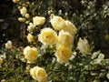 Bright yellow roses in sunshine Royalty Free Stock Photo