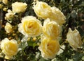 Bright yellow roses in sunshine Royalty Free Stock Photo