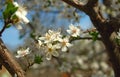 Abundance of cherry tree blooming flowers at spring time Royalty Free Stock Photo