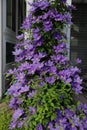 A multitude of purple Clematis flowers and buds on a vine climbing a trellis in the summer in Wisconsin Royalty Free Stock Photo
