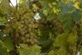 An abundance of clusters of sweet organic grapes growing on vines ready for harvest, juicy healthy food