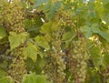 An abundance of clusters of sweet organic grapes growing on vines ready for harvest, juicy healthy food