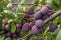 A lot of of damson plums Royalty Free Stock Photo