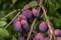 A lot of of damson plums Royalty Free Stock Photo