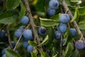 Abundance of damson plums Royalty Free Stock Photo