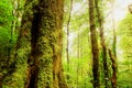 The abundance of forest in ,Thailand.