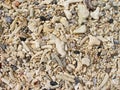 The abundance of fragments of coral and seashells on the beach
