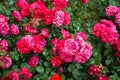 Abundance fresh full bloom bunches of beautiful red rose flowers with green leave garden background on rainy day, selective focus Royalty Free Stock Photo