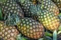 Abundance fresh juicy pineapple fruit background in yellow and green selling in local market