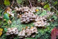 An abundance of fungi growing on a tree stump in Sussex wooodland on an autumn day