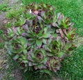 Abundance of house keeper plants in one flowerpot