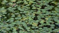 Abundance of Lillies and Lillypads on lake. Royalty Free Stock Photo