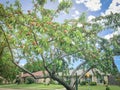 Abundance of natural ripening peaches on tree branches in front yard of residential house in suburbs Dallas, Texas, USA