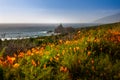 Abundance of orange wildflowers on the coast of Big Sur