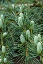 Abundance of pine cones on a Fir tree in a park