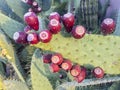 Abundance of Prickly Pears