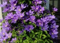 A profusion of purple Clematis flowers and buds on a climbing vine blooming in the summer in Wisconsin Royalty Free Stock Photo