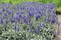 Abundance of purple flowers of Veronica spicata incana